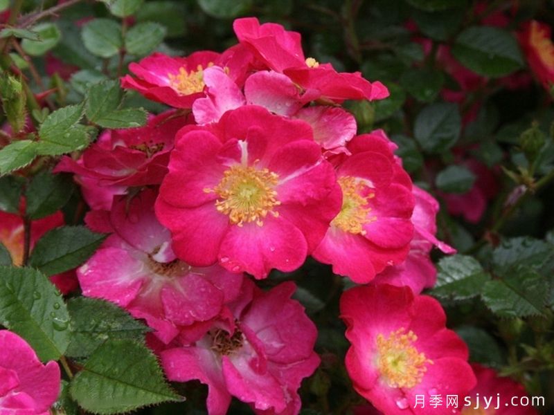卢波月季/咖啡水果Lupo(图1)