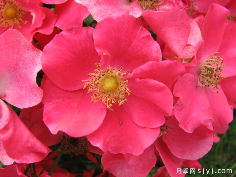 罗马城月季Stadt Rom(图2)