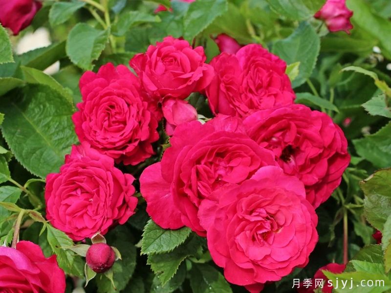 幸运红月季/幸运红色Lucky Red(图4)
