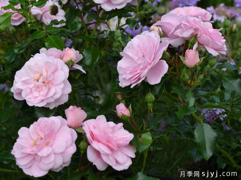 粉彩月季Medley Pastel(图3)