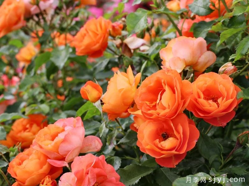 橙色宝石月季Orange Jewel(灌木)(图1)