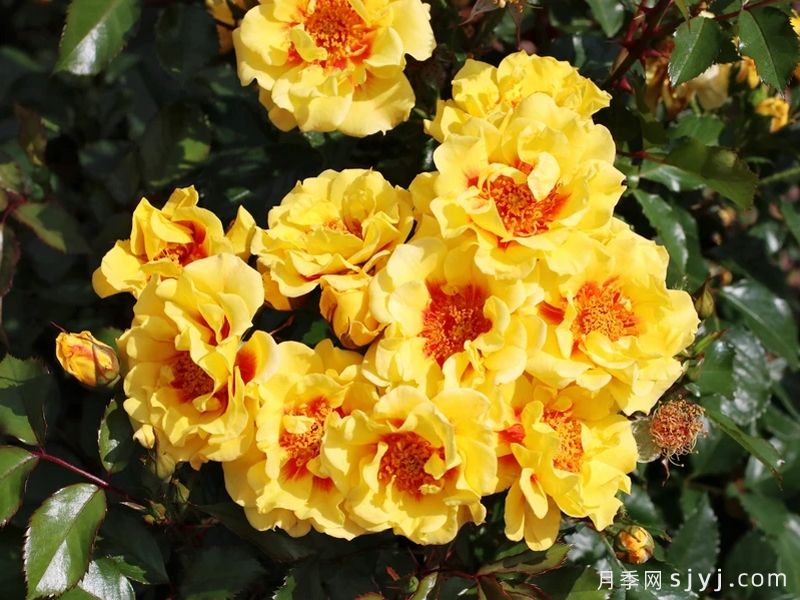 萨米拉月季Orienta Samira(图1) 萨米拉月季Orienta Samira(图1)