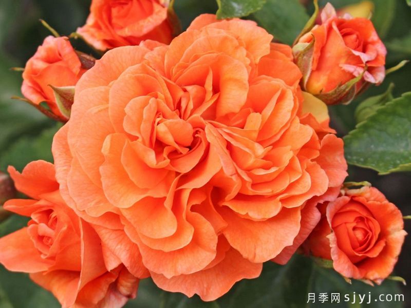 橘园月季/桔园/奥兰日丽Orangerie(图1)
