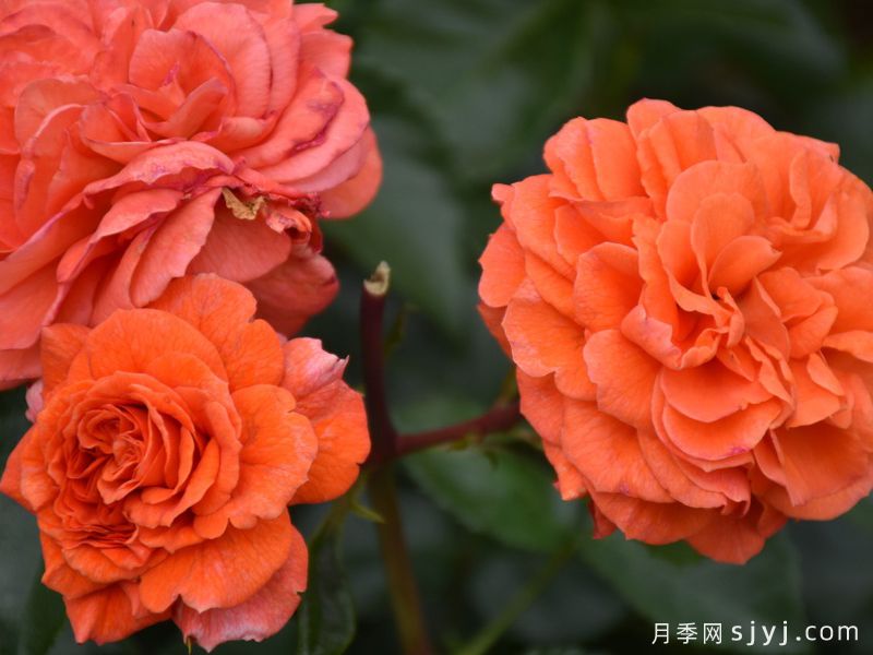 橘园月季/桔园/奥兰日丽Orangerie(图3)