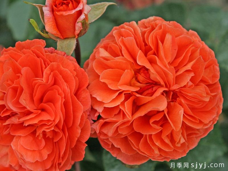 橘园月季/桔园/奥兰日丽Orangerie(图2)