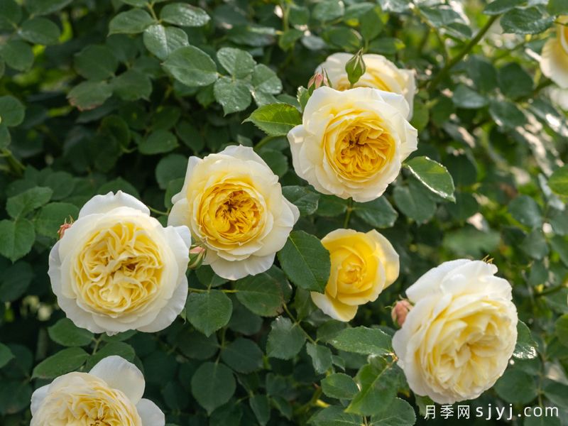 醉千山月季(图3)