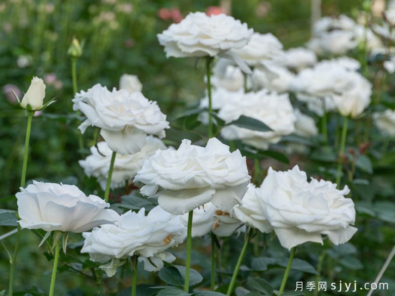 白玉盘月季(图2)