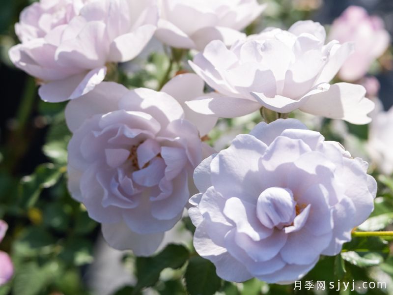 瑶池露月季(图2) 瑶池露月季(图2)