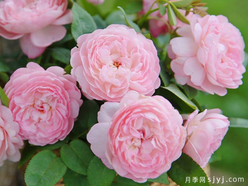 潋滟月季(图1)