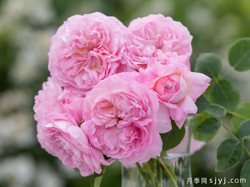潋滟月季(图2)