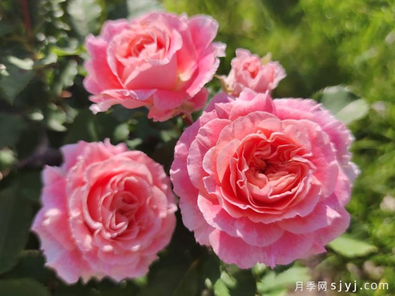 艺术家杰夫月季Jef lArtiste(图2)