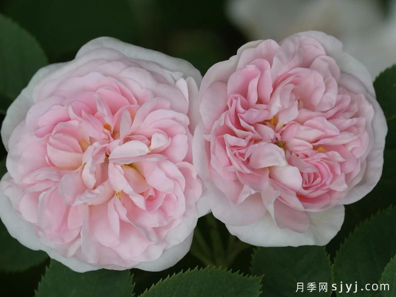 闪亮少女月季Maidens Blush(图1)