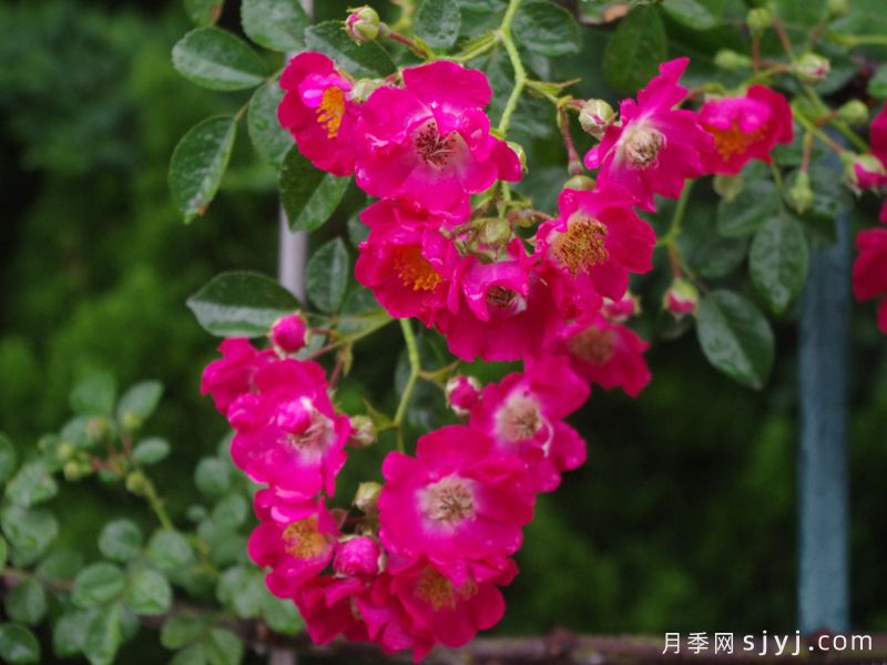 海华莎月季Hiawatha(图3)