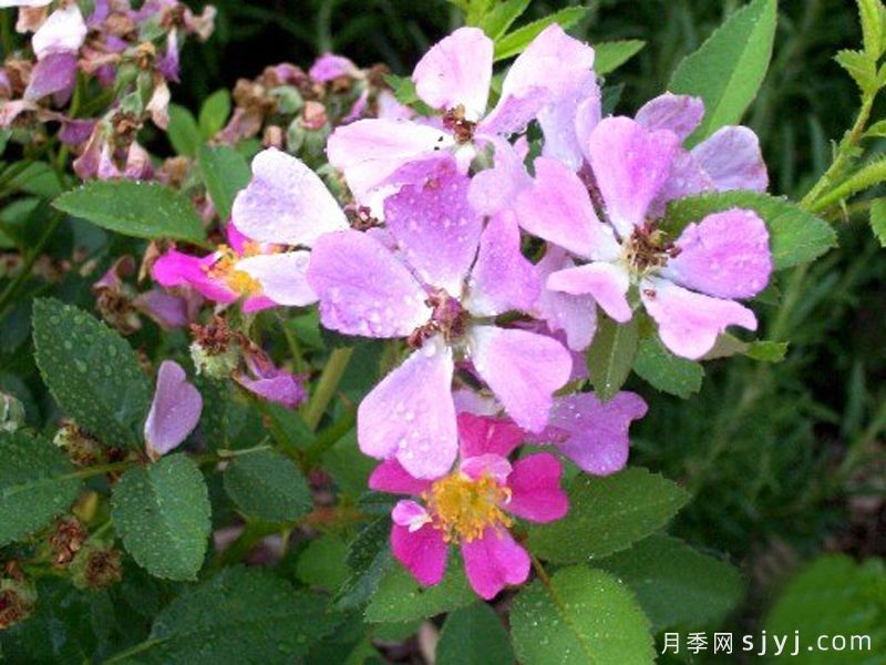 粉色花束月季Pink Posy(图1)