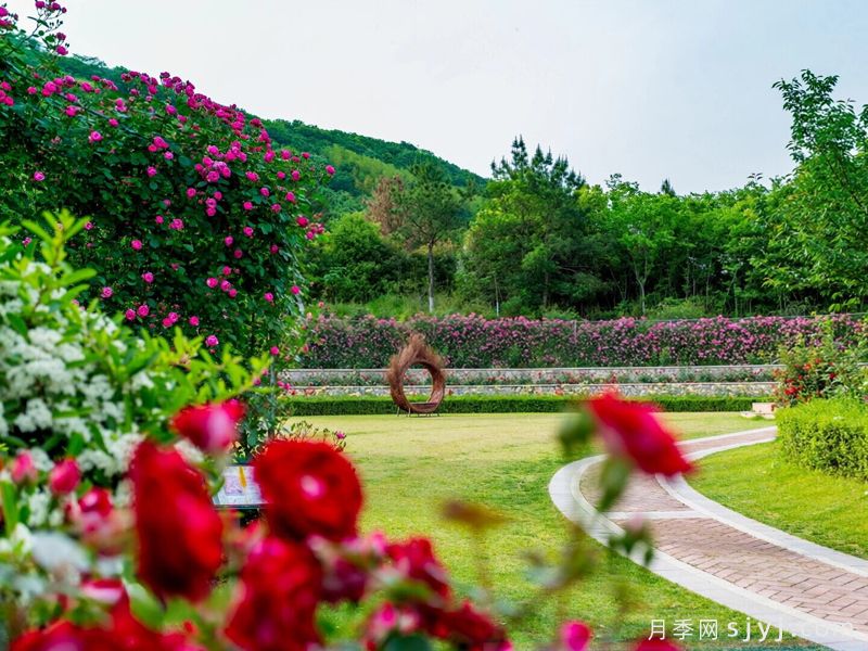 常州花谷奇缘旅游景区，玫瑰花园赏月季(图2)