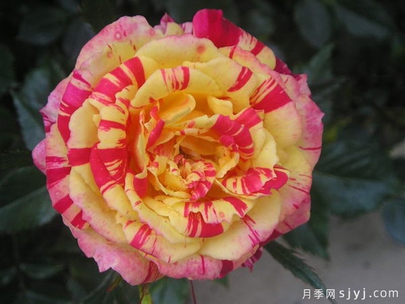 草莓奶油月季Strawberries and Cream(图1)
