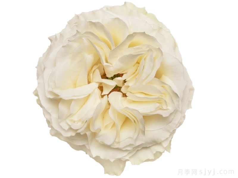 天使之吻Angelkiss(图1) 天使之吻月季Angelkiss(图1)
