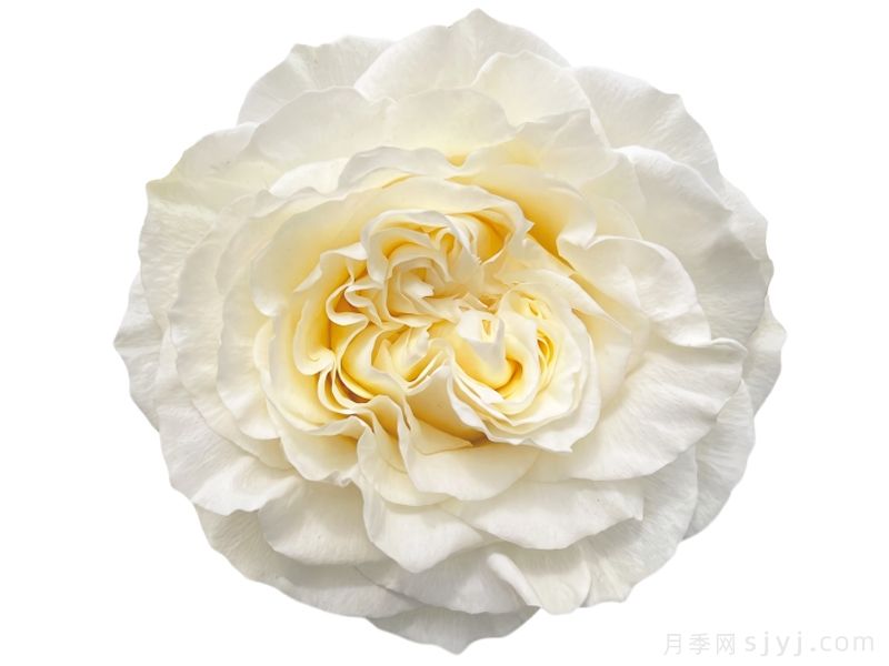 奶油之吻月季Creamykiss(图1) 奶油之吻月季Creamykiss(图1)