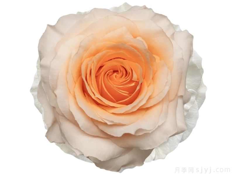 费利西蒂月季Felicity(图1) 费利西蒂月季Felicity(图1)