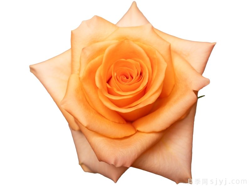 甜蜜之光月季Honey Glow(图1) 甜蜜之光月季Honey Glow(图1)