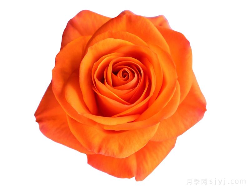 调皮快乐Joy(图1)