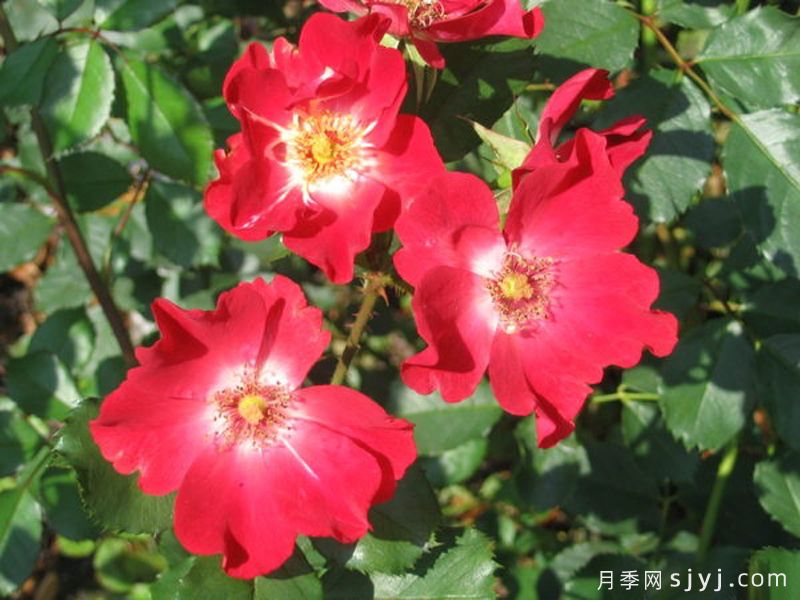 我们的莫莉月季Our Molly(图2)