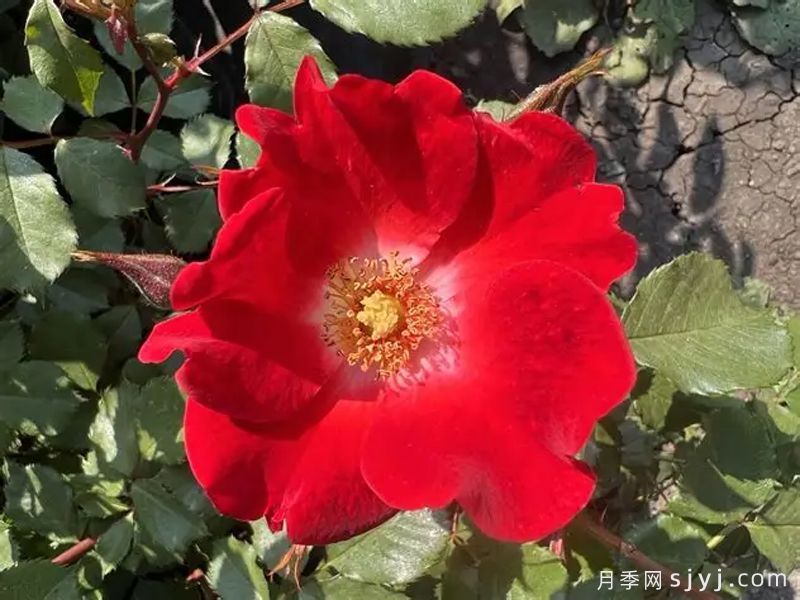 我们的莫莉月季Our Molly(图1)