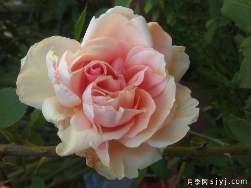 保罗莱德Monsieur Paul Lede(图1)