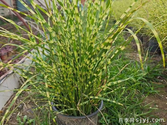 花镜中常用的线性植物有哪些？(图1)