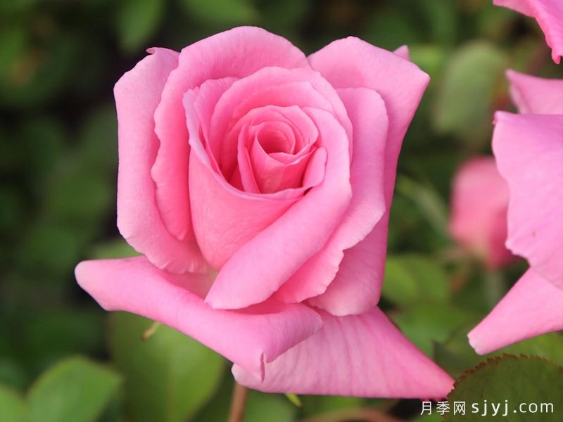 无忧美人月季/假日美景Carefree Beauty(图4)