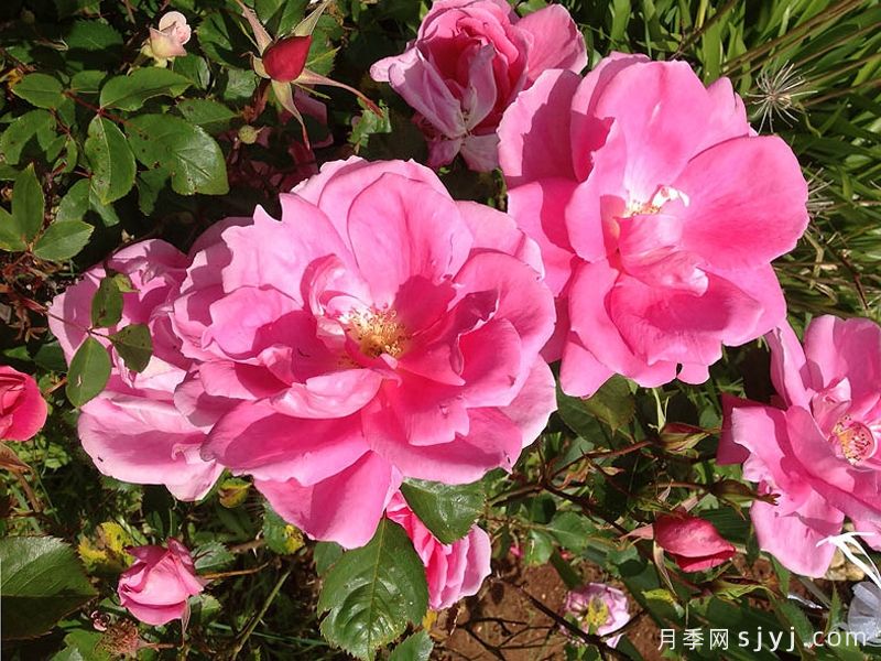 无忧美人月季/假日美景Carefree Beauty(图5)