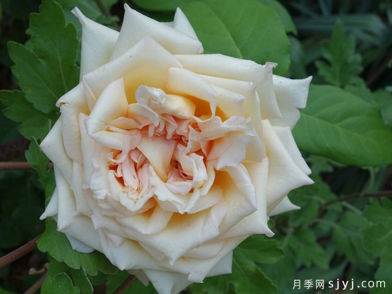 里昂之星月季Etoile de Lyon(图1)