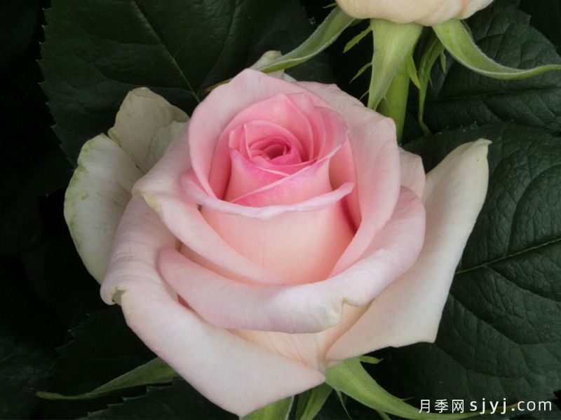 玫瑰小姐月季Senorita(图1) 玫瑰小姐月季Senorita(图1)