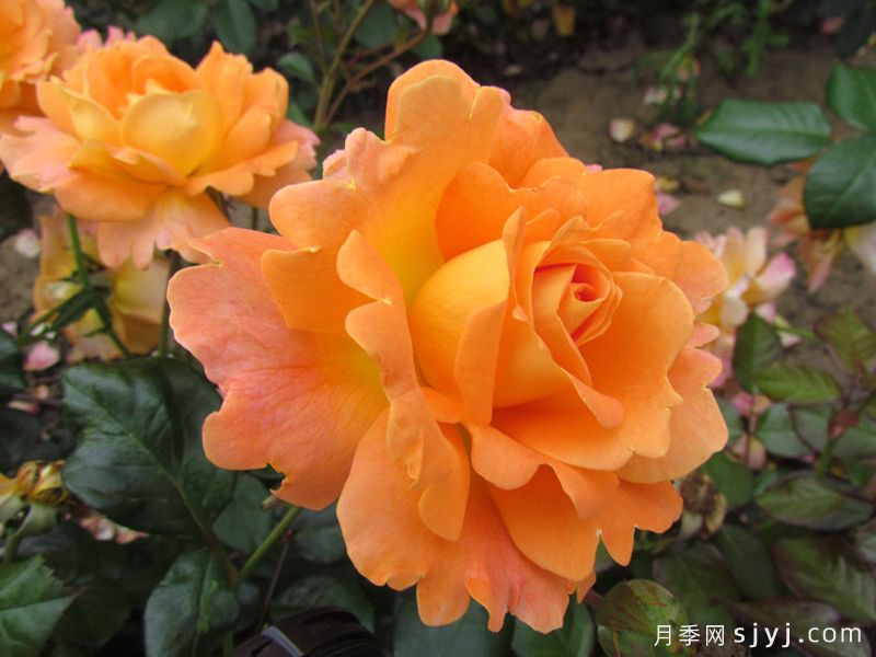 慈爱母亲月季Loving Mum(图1)
