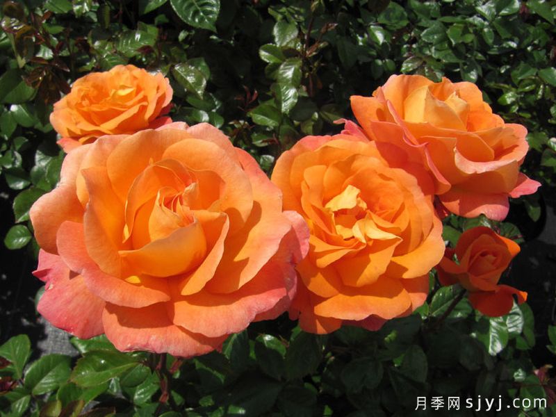 慈爱母亲月季Loving Mum(图2)