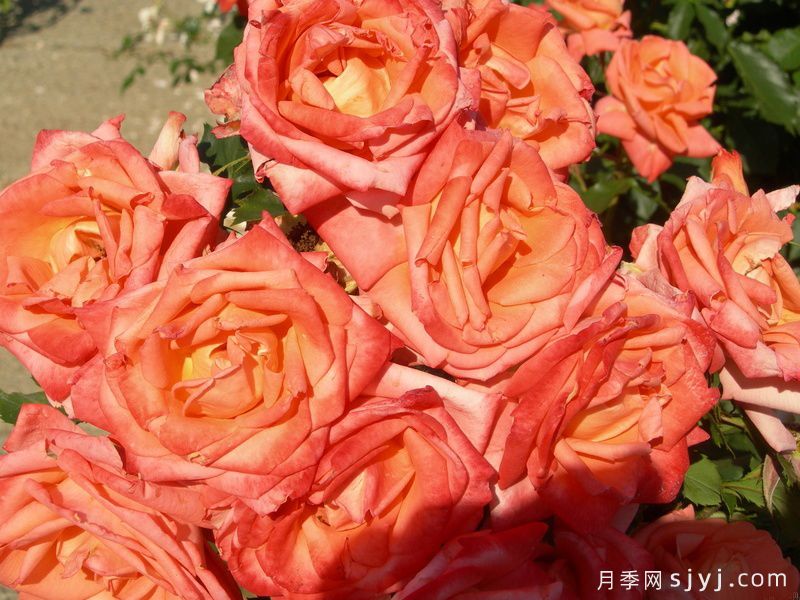 金沙玫瑰月季Rose des Sables(图1)