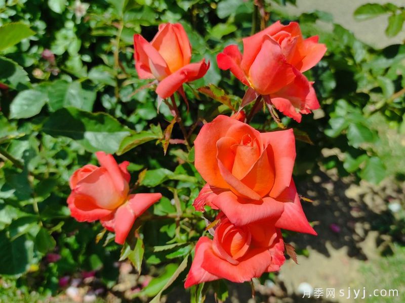 金沙玫瑰月季Rose des Sables(图2)