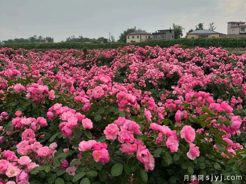 重庆江津区蓝色精灵蓝莓庄园8000米月季花廊，网红打卡点(图1)