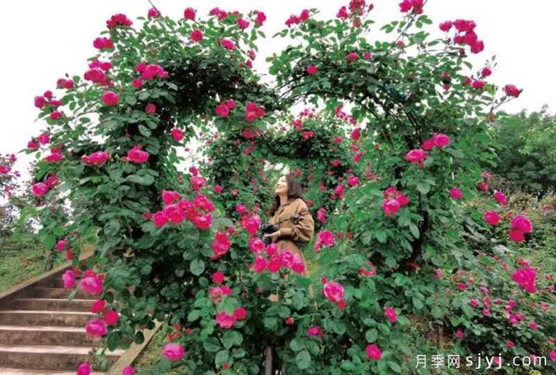 重庆江津区蓝色精灵蓝莓庄园8000米月季花廊，网红打卡点(图2)