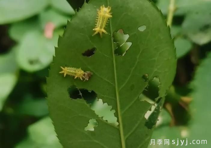 月季刺蛾的有效防治策略(图1)
