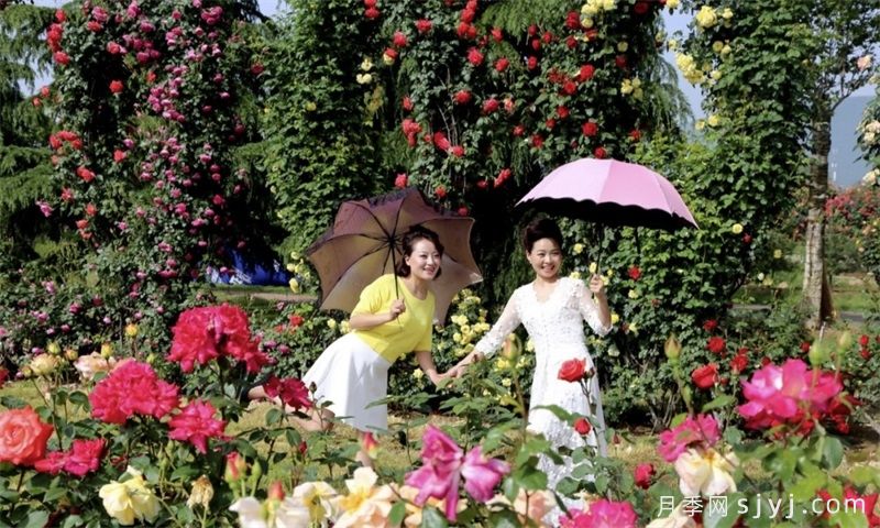 南阳月季:一城月季香,南阳动了“花心思”(图1) 南阳月季:一城月季香,南阳动了“花心思”(图1)