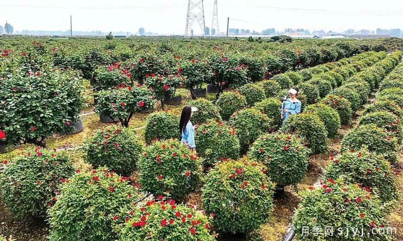 南阳月季:一城月季香,南阳动了“花心思”(图3) 南阳月季:一城月季香,南阳动了“花心思”(图3)