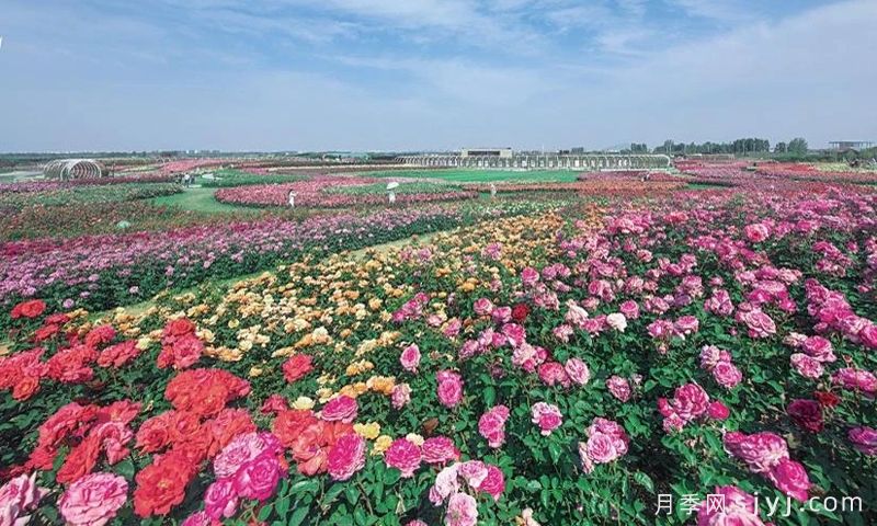 南阳月季:一城月季香,南阳动了“花心思”(图2) 南阳月季:一城月季香,南阳动了“花心思”(图2)