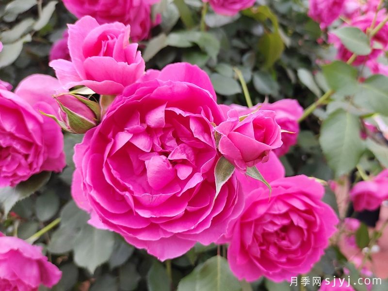经典月季花品种排行榜，10款经过时间考验(图1)