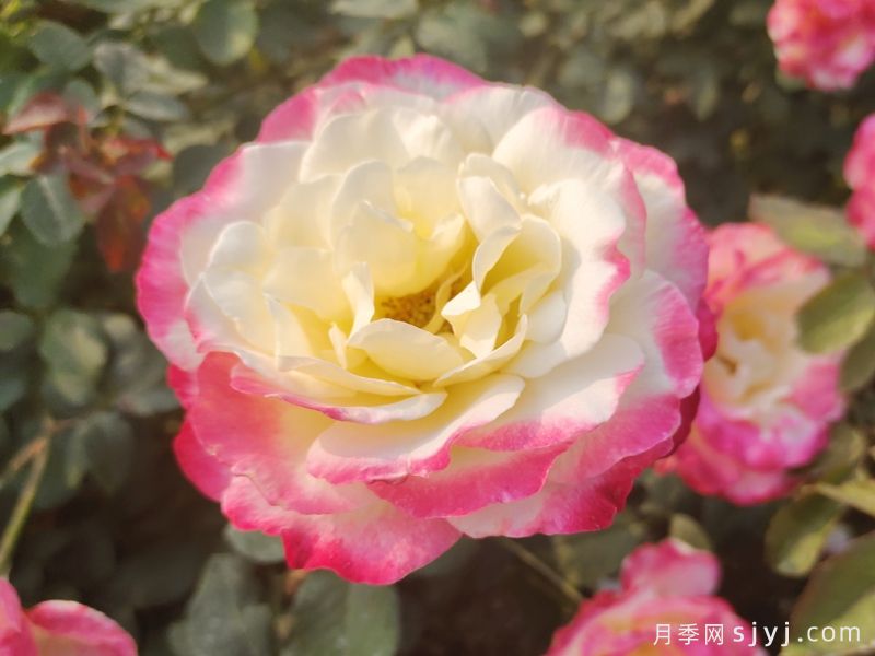 经典月季花品种排行榜，10款经过时间考验(图6)