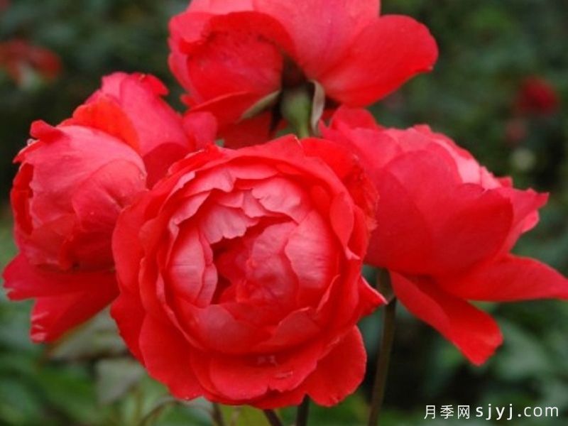 经典月季花品种排行榜，10款经过时间考验(图3)