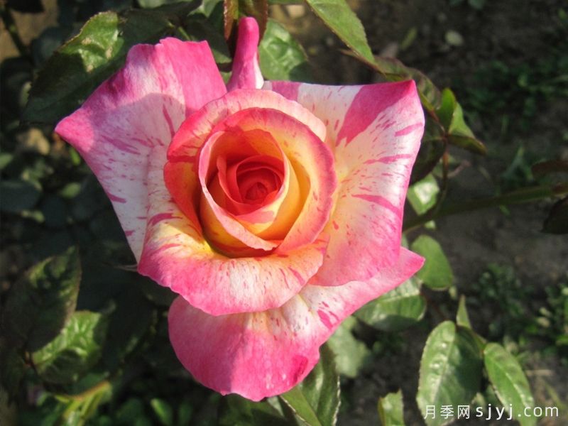 经典月季花品种排行榜，10款经过时间考验(图4)