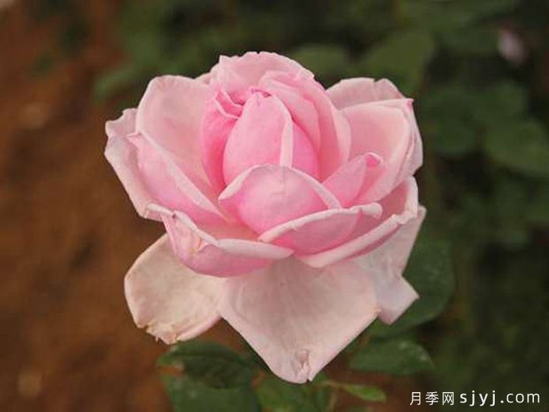 古老月季花品种排行榜，传世杰作国月10款(图2)