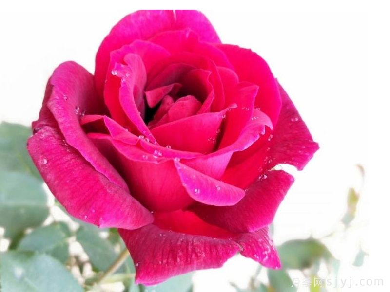 古老月季花品种排行榜，传世杰作国月10款(图4)