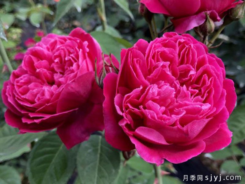 紫燕飞舞月季/四面镜月季(图2)